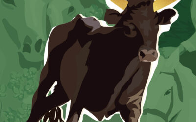 Course camarguaise du 10 août reportée
