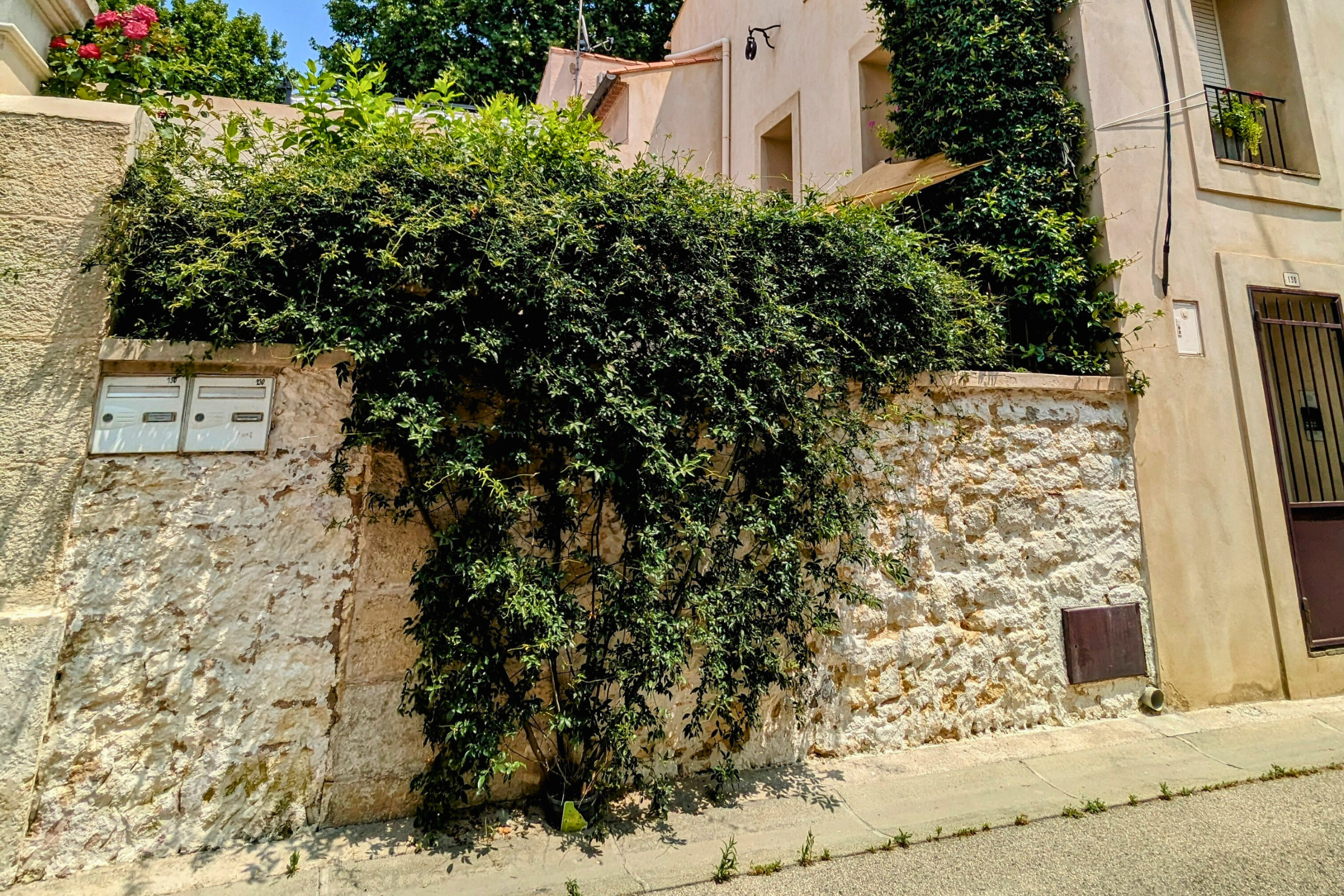 permis de végétaliser