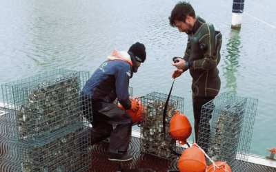 Restauration en Biodiversité au Port de Carnon – Premier Bilan