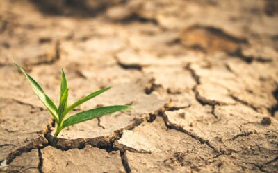 Procédure de recensement et indemnisation de calamités agricoles pour 2025