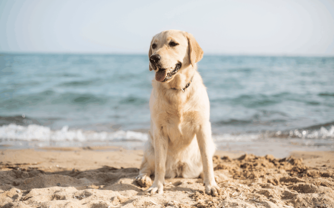 Un nouvel espace dédié aux chiens à la plage