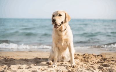 Un nouvel espace dédié aux chiens à la plage